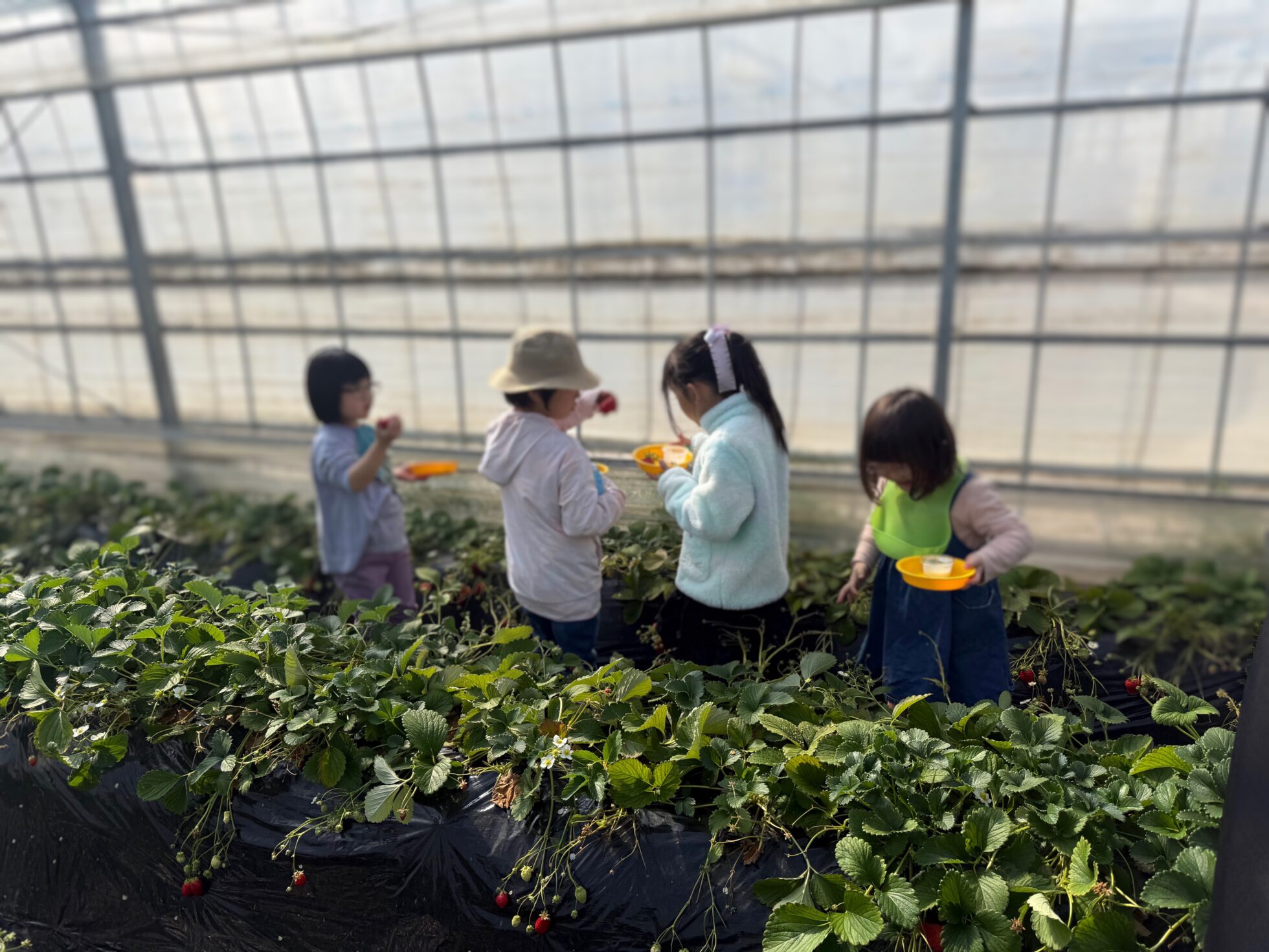 鹿行地区里親会　いちご狩り交流会を開催しました